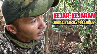 Berburu kancil, pergam, dan bakuak kalimantan..!!!