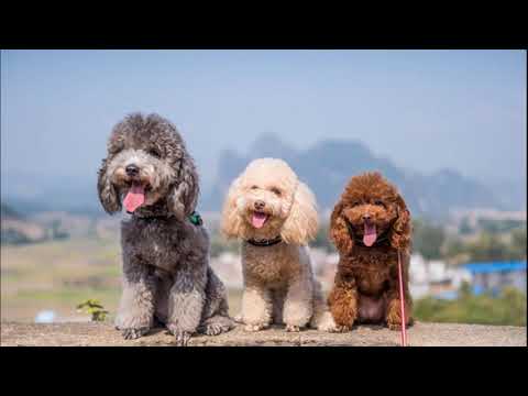 CONHEÇA OS TIPOS DE POODLE DE TAMANHOS VARIADOS -  TOY, ANÃO, MÉDIO, STANDARD