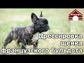 257. НАЧАЛЬНАЯ ДРЕССИРОВКА ФРАНЦУЗСКОГО БУЛЬДОГА