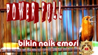 ANIS MERAH FULL POWER‼️ BIKIN ANIS MERAH LAIN EMOSI