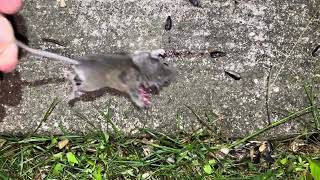 June Mouse Hunt (Barra 250z)