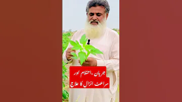 Till Ka Plant Ka Fayde Jaryan Ehtelam Or Mardana Timing Ka Ilaj تل کے پتوں کا خاص استعمال 