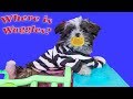 Waggles lost! Pretend Play Fun with the Assistant and her Puppy