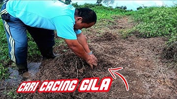 CARA CARI CACING GILA MANCING IKAN BAUNG | MUSIM BANJIR