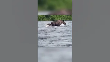 Медведь Напал На Большого Лося