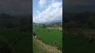 #sunda #music #flute #musik #storywa #sulingsunda #musikrelaksasi #kecapisuling #fypyoutube #disawah