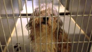 Charlie Going To Rescue