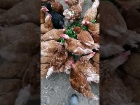 Наконец-то, дождались пернатые первой зелёнки. Обломилось курам и крапивы молодой и сныти