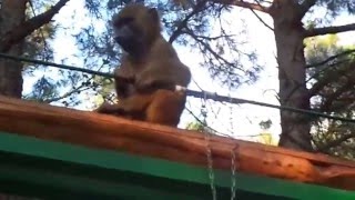 Прикол!!!!! Обезьяна хулиганка Прикол!!!!! Обезьяна хулиганка