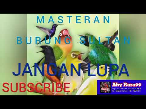 Masteran Burung Sultan