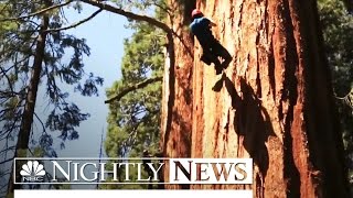 California’s Ancient Sequoias Threatened By Record Drought | NBC Nightly News