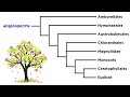 Angiosperm Characteristics and Classification