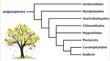 Angiosperm Diversity: Monocots and Eudicots