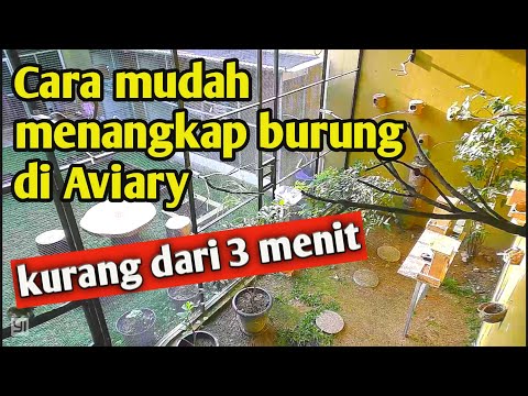 Video: Cara Menangkap Koloni Di 