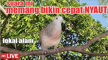 Perkutut Lokal Gacor dari alam liar bikin gacor yang malas BUNYI