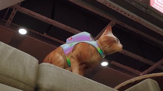 Celebrity Secret Outfit in Stray (Rainbow Harness) Wealth