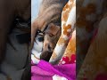 बिना बोले वीडियो viral 😂😂😂😂#shorts #shortsfeed #viral #dog #youtubeshorts