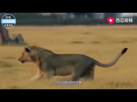 实拍狮子猎捕大象的惊险画面难得一见