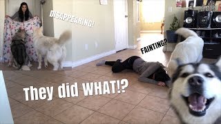 My HUSKIES react to ME FAINTING and DISAPPEARING!