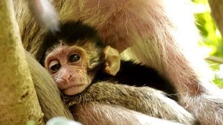 Million Pity Baby Heidi Ii, Mommy Abigail Can Not Help Baby Beside Hug Baby, Baby Thirsty Need Milk