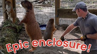 Rescued Prairie Dog Gets An Epic Enclosure (And A Family!)