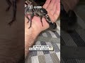 This Asian forest scorpion is massive!! 🦂😳                   🎥: Kazem Sharif via ViralHog