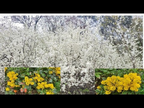 Germany 's #beautiful wild Plum' s bloosoms & Oregon grapes #amazing #flowers