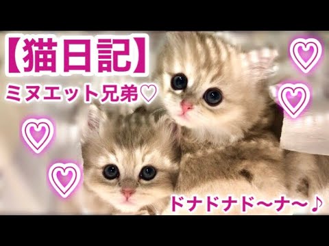 極短足♡ミヌエット兄妹の子猫が来た〜u203c︎♡】ブリーダーが教える2020 