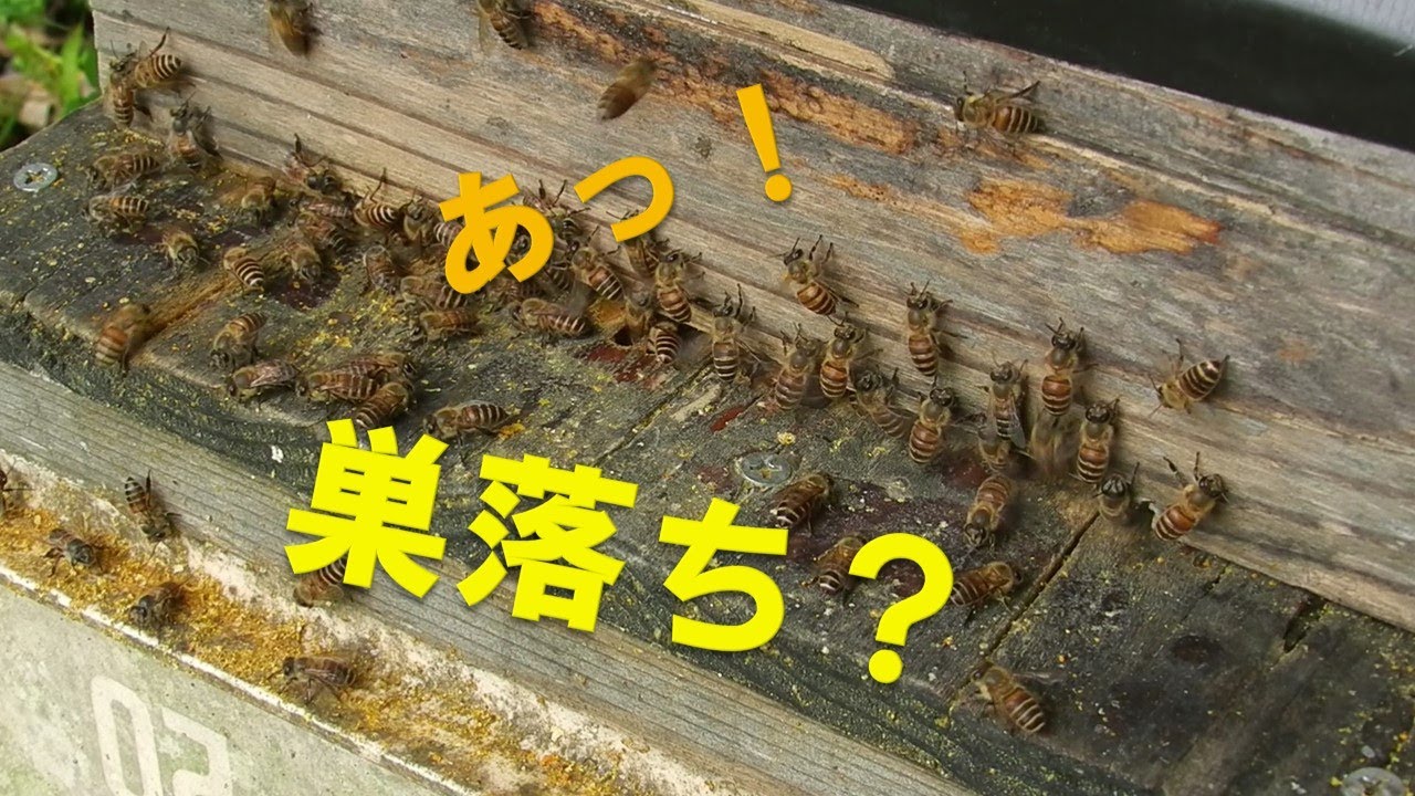 夏分蜂群のその後 - YouTube