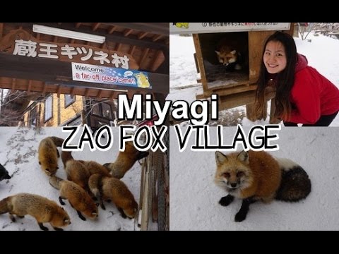 MIYAGI - Zao Fox Village ・キツネ村 |Cheap way to get there (Tentsan Travel Vlog #6)