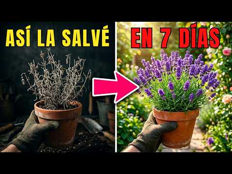Since I learned this, my lavender grows 100 times stronger! | Lavender Care