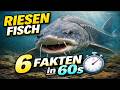 Beluga Stör Der größte Süßwasserfisch der Welt 🐟