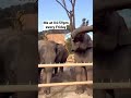 🐘🪩 #newmusic #elephant #funny #viralcredits: @techno__city