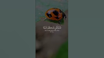 🍁📿لقد نصركم الله في مواطن 🎙️المقرئ:أبوبكر الشاطري📖سورة التوبة 💫|الآية {25}|