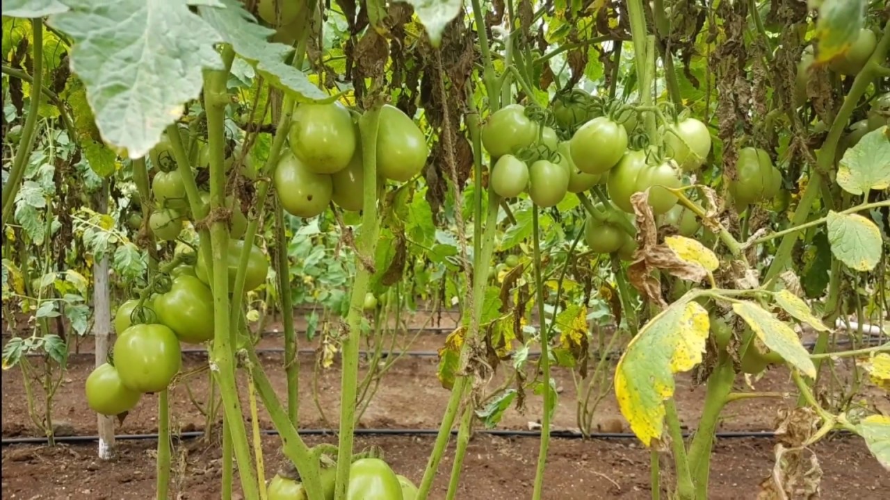 SHAKTIMAN OTHERS TOTAL Pasura Crop Care Pvt Ltd Company Che Sarv shaktiman-others-total-pasura-crop-care-pvt-ltd-company-che-sarv
