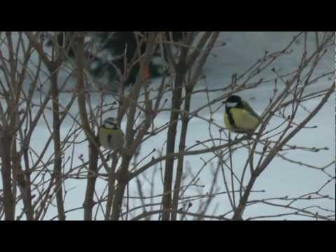 Video: Cómo Viven Los Pájaros En Invierno