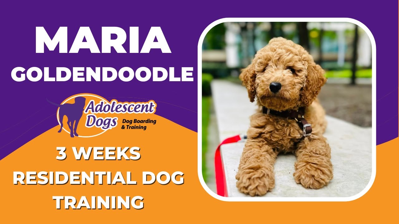 maria-the-goldendoodle-puppy-3-weeks-residential-dog-training-youtube