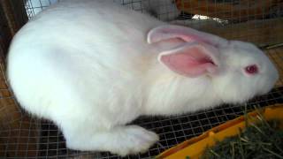 Raising New Zealand White Meat Rabbits From Start To Finish 9 &10 Weeks Old