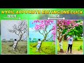 How To Photo Edit Hypic App | Photo Editing Tutorial | Magic Eraser Photo Editing