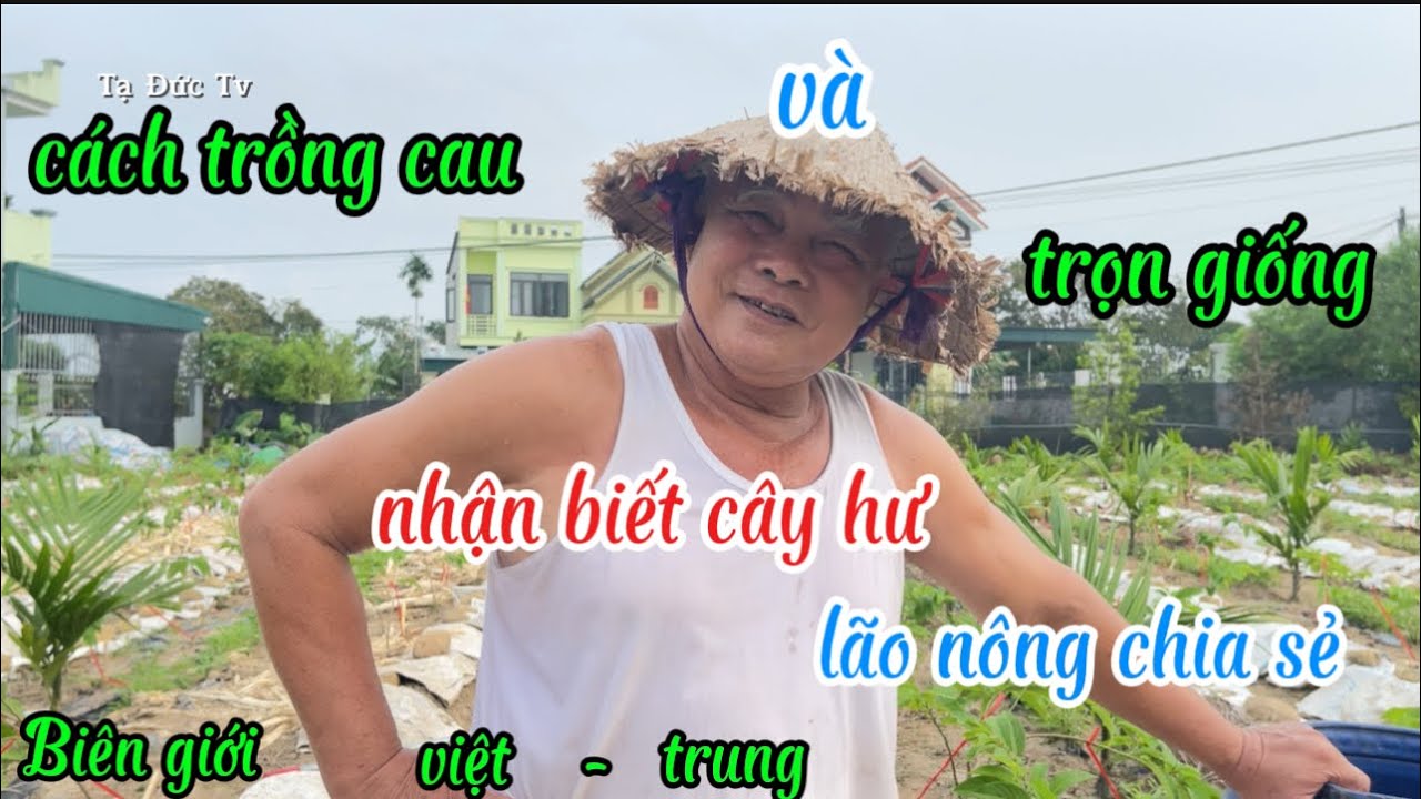 cách trồng cau và trọn giống 