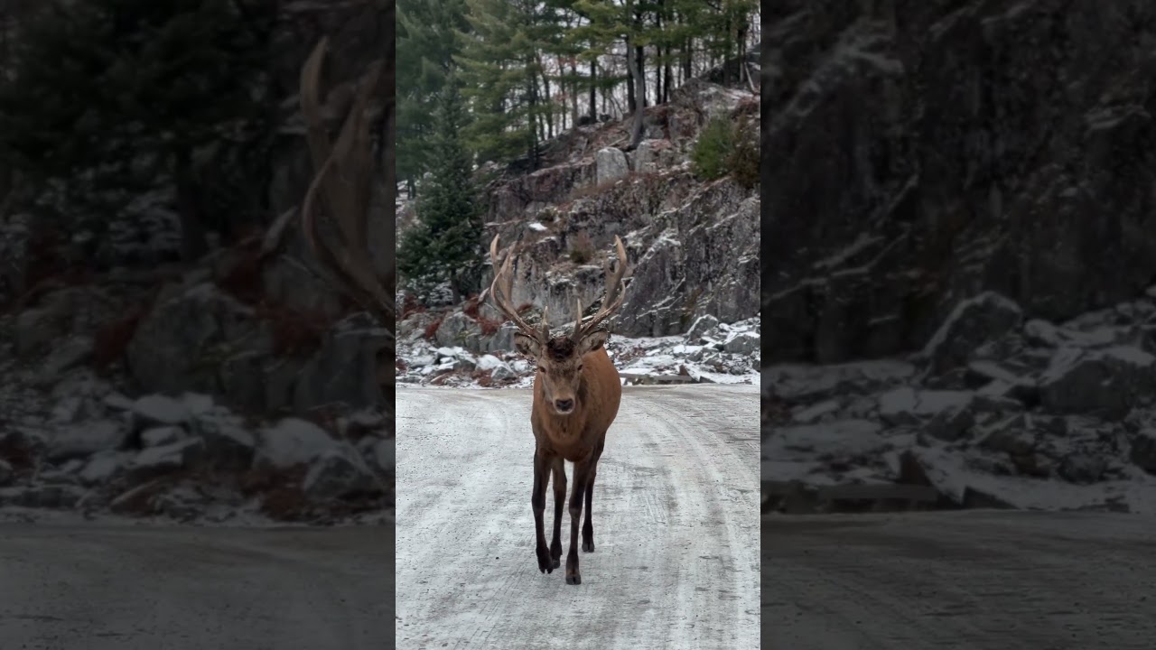 Unexpected Reindeer Encounter on a Winter Adventure! 🦌❄️ 