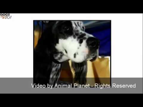 Video: English Setter Dog Breed Hipoallergenik, Sog'liq Va Umr Ko'rish Muddati