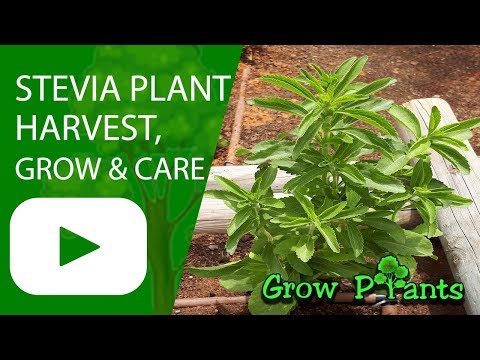 Stevia plant - How to grow & care - Sweetener (Candyleaf)