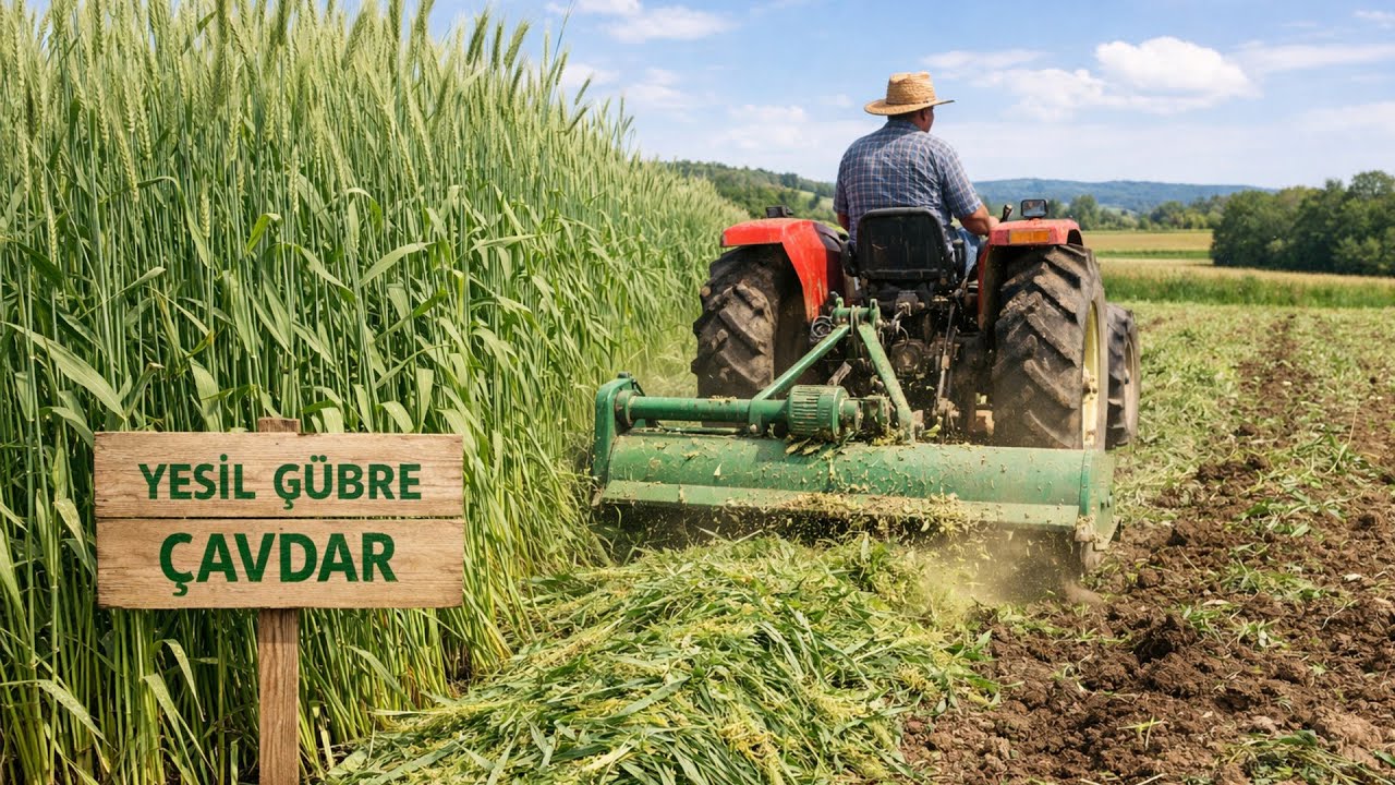 Yeşil Gübre Bitkileri: Cavdar