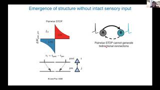 J. Gjorgjieva - Spontaneous emergence of structure in recurrent networks from a triplet STDP rule