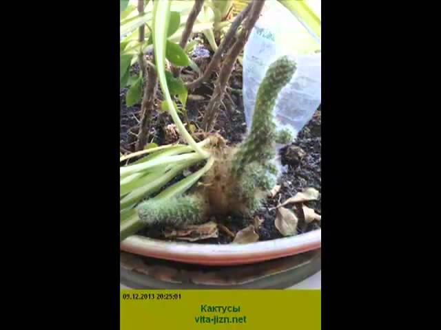 Кактусы уход в домашних условиях фото. Как ухаживать за кактусом, чтобы получить цветущие кактусы