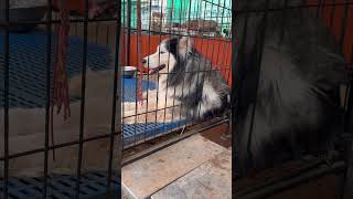 Good afternoon dears…lunch കഴിച്ചോ എല്ലാവരും???#pets #funny
