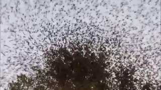 Bird Fireworks