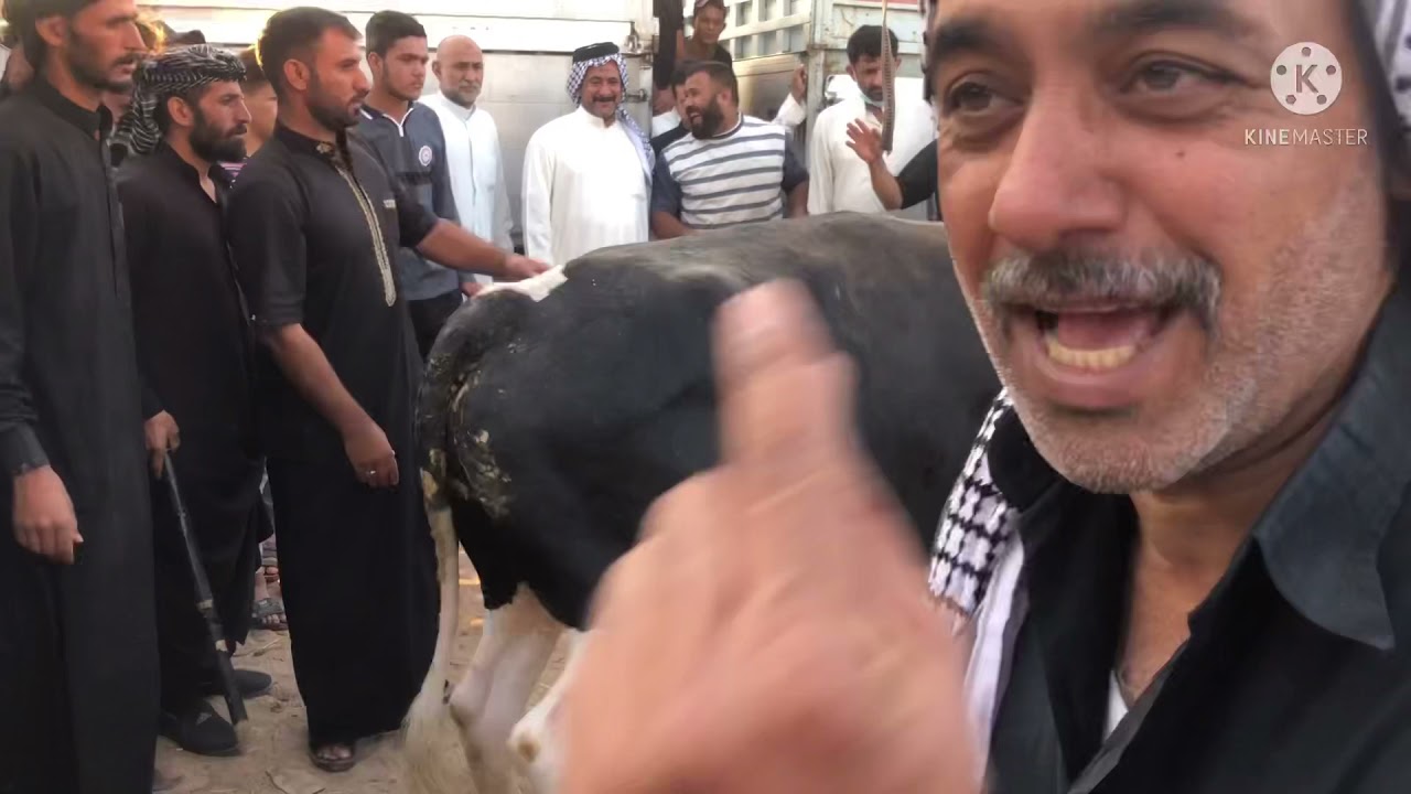 صفات البصره الموحده مزاد حجي ياسين ابو محمد زبون لبيع الحلال كافه اخوكم سجاد الفضلي