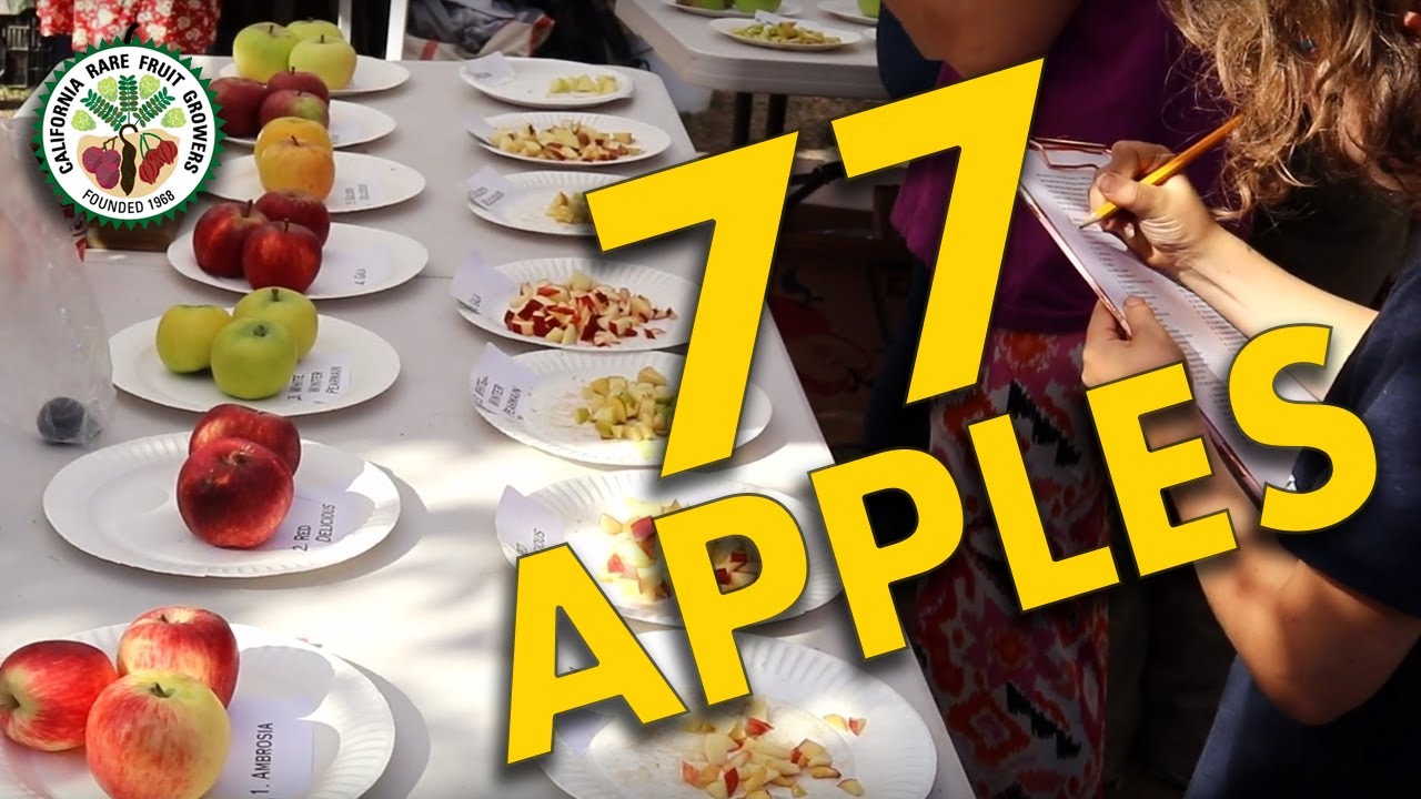 Tasting 77 Apple Varieties in California